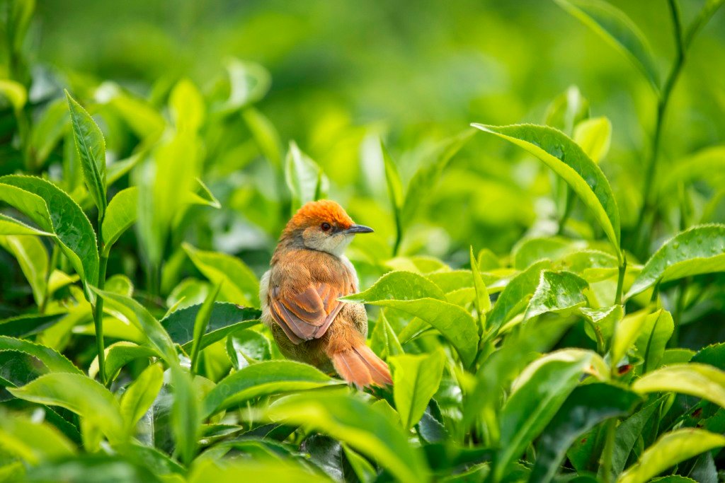 birdspeciesinnyungwe